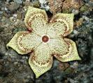 Edithcolea grandis 3