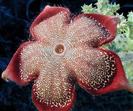 Edithcolea grandis 4