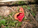 Urechiusa(ciuperca)