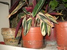 DSCN4382