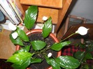 infloreste a doua oara