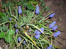 muscari