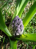 Hyacinth Blue Jacket (2010, March 25)