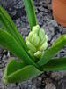 Hyacinth Carnegie (2009, April 04)
