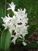 Hyacinth Carnegie (2010, April 05)