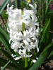 Hyacinth Carnegie (2010, April 08)