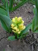 Hyacinth City of Haarlem (2009, April 07)