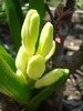 Hyacinth City of Haarlem (2010, April 08)