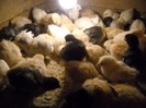 puiutii cu.....Mama BECUL