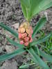 Hyacinth Jan Bos (2009, April 06)