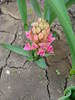 Hyacinth Jan Bos (2009, April 06)