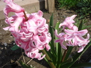 Hyacinth Fondant (2010, April 07)