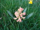 Hyacinth Gypsy Queen (2009, April 01)