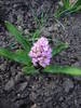 Hyacinth Splendid Cornelia (2009, Apr.01)