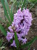 Hyacinth Splendid Cornelia (2009, Apr.06)