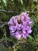 Hyacinth Splendid Cornelia (2009, Apr.08)