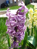 Hyacinth Splendid Cornelia (2010, Apr.10)