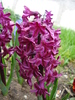 Hyacinth Woodstock (2010, April 15)