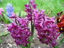 Hyacinth Woodstock (2010, April 15)