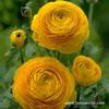 ranunculus yellow