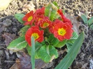 PRIMULA