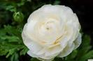 ranunculus white