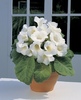 gloxinia-mont blanc