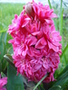 Hyacinthus Hollyhock (2010, April 29)