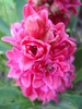 Hyacinthus Hollyhock (2010, April 29)