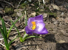 Crocus Remembrance (2010, March 24)