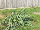 YUCCA DE GRADINA