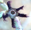 Caralluma adscendens v. attenuata