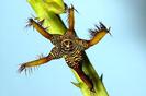 Caralluma adscendesn v. geniculata