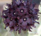 Caralluma arabicus