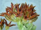 Caralluma awdesiana