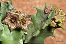 Caralluma europaea