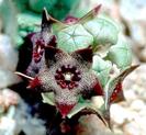 Caralluma hexagona