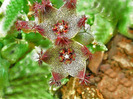 Caralluma hexagona.3