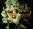 Caralluma negevensis