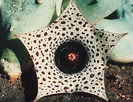 Huernia formosa