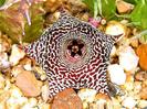 Huernia macrocarpa