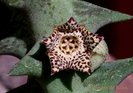 Orbea carnosa subsp. carnosa