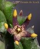 Quaqua parviflora subsp. gracilis