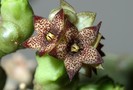 Caralluma mirbatensis