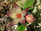 Stapelia acuminata