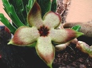 Stapelia conformis