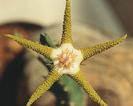 Stapelia flavopurpurea
