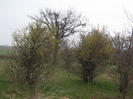 martie 052
