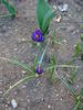 Crocus Flower Record (2009, March 28)