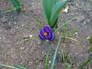 Crocus Flower Record (2009, March 28)